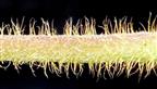  Stem with 2 types of hairs